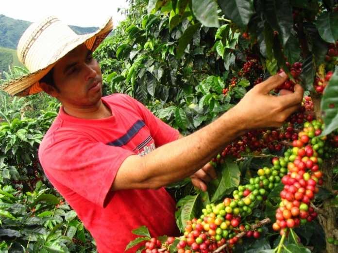 Productores de café