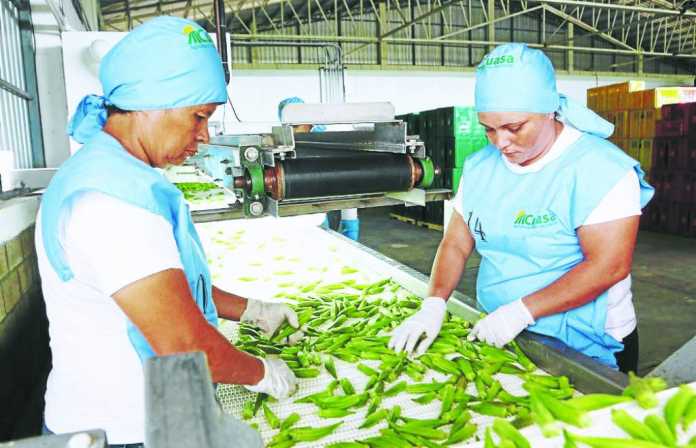 Okra hondureña