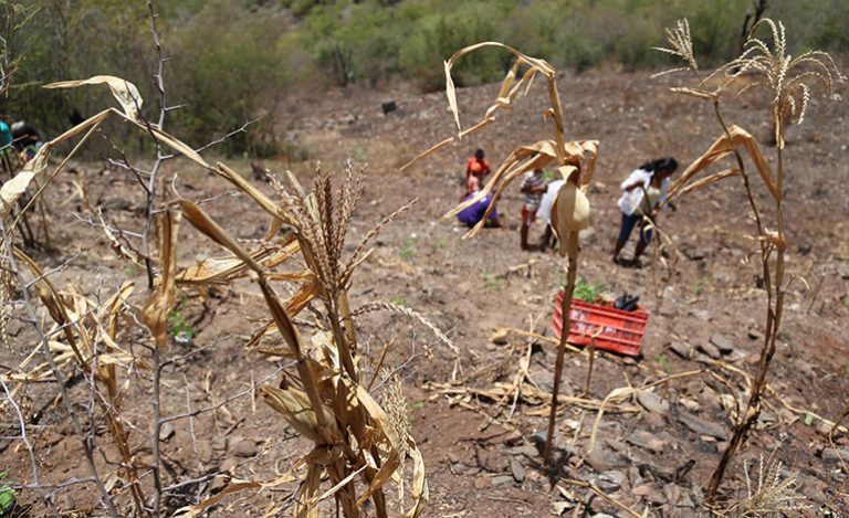 Canícula y el fenómeno del Niño provocarán estragos en sector agropecuario