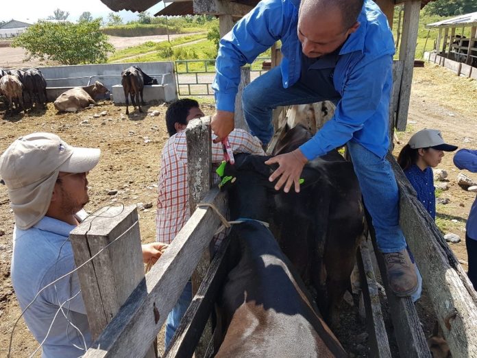 operadores de trazabilidad en Copán operadores de trazabilidad en Copán