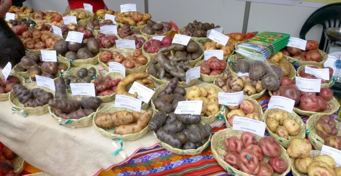 festival nacional de la papa en Intibucá