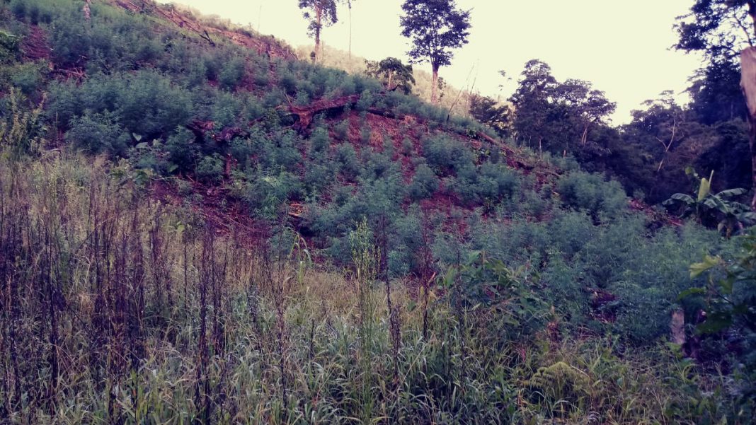 marihuana en Tocoa