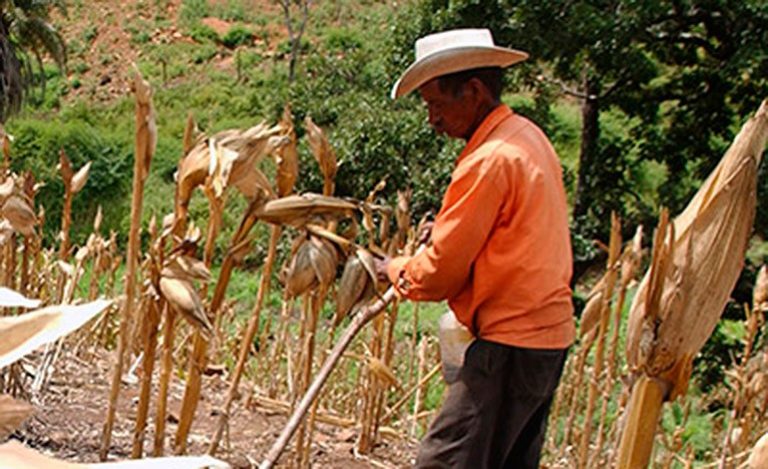 emergencia alimenticia en el Corredor Seco