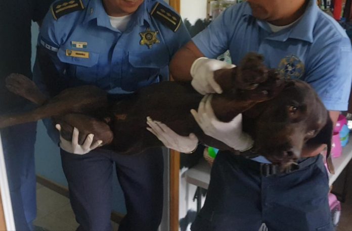 Perro Pelé