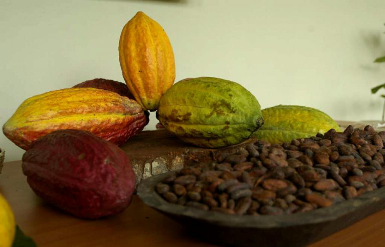 indígenas hondureños descubrieron el chocolate