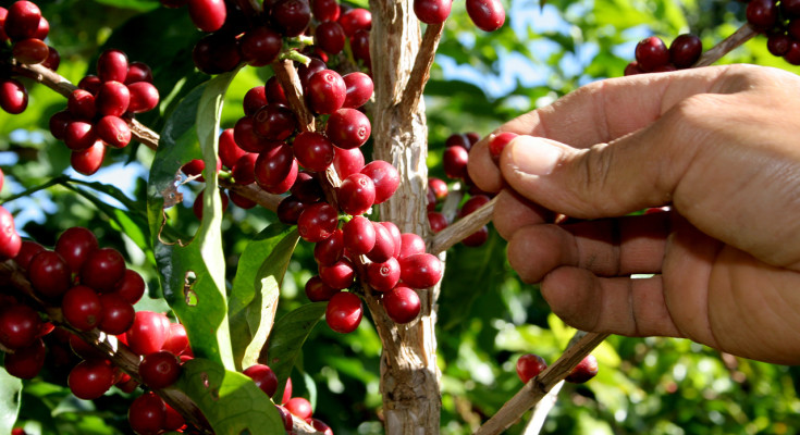 Productores de café