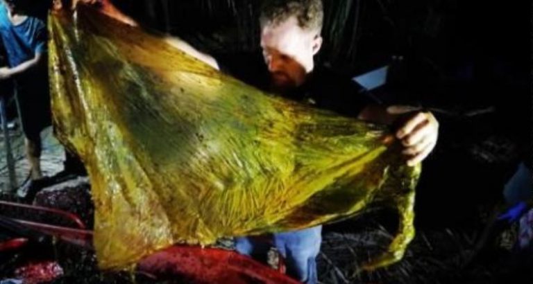 ballena con plástico en Filipinas