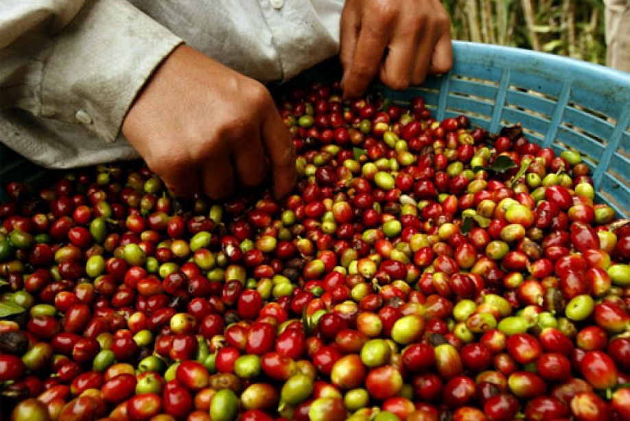 Producción de café