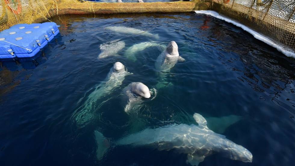 ballenas liberadas