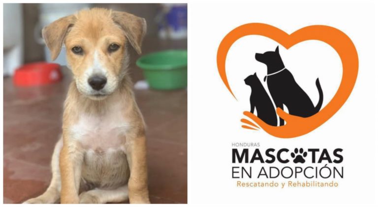 Fundación «Mascotas en adopción Honduras» cerrará: ¡No tenemos dinero!