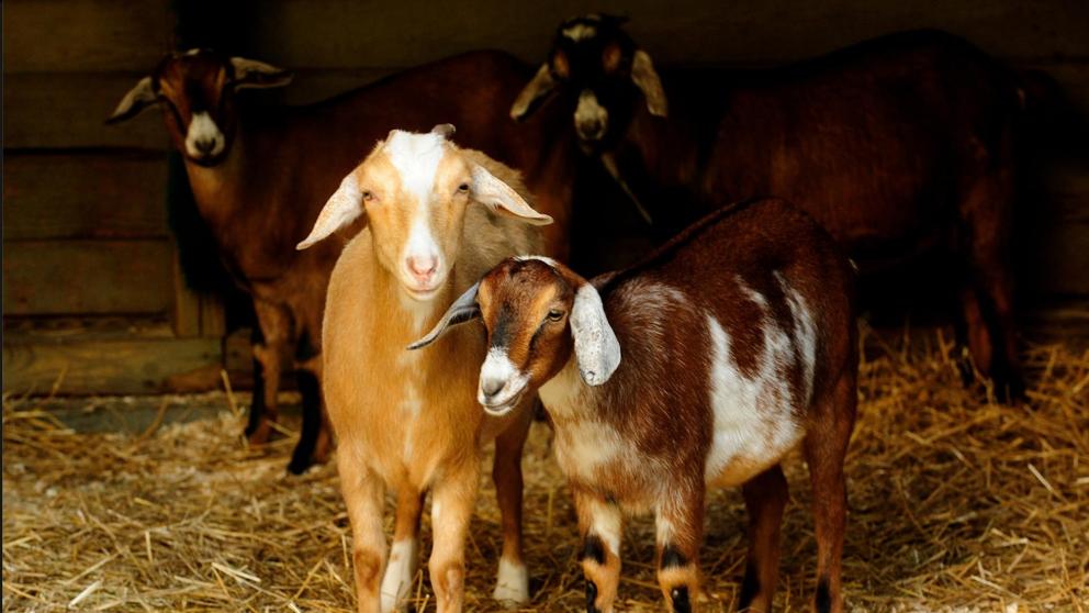 Cabras para limpiar parques