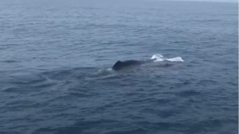 Ballena deja de agonizar y muere en las costas hondureñas