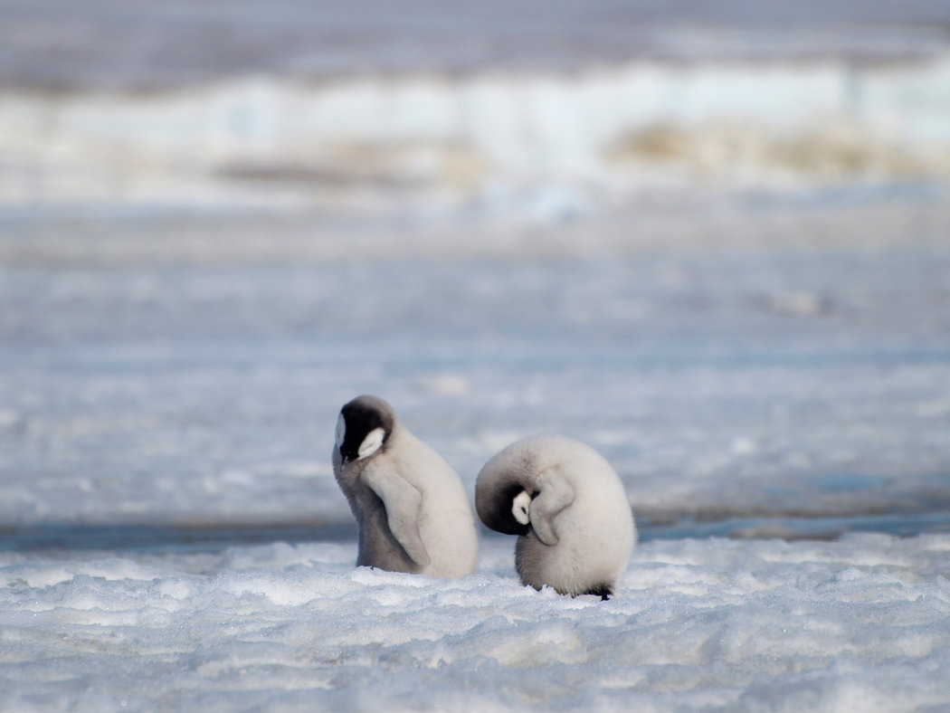 pingüinos emperador