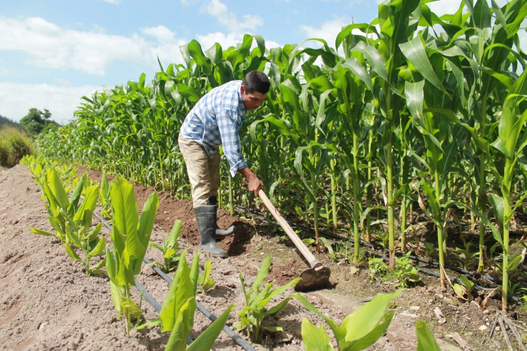 Productores de granos básicos