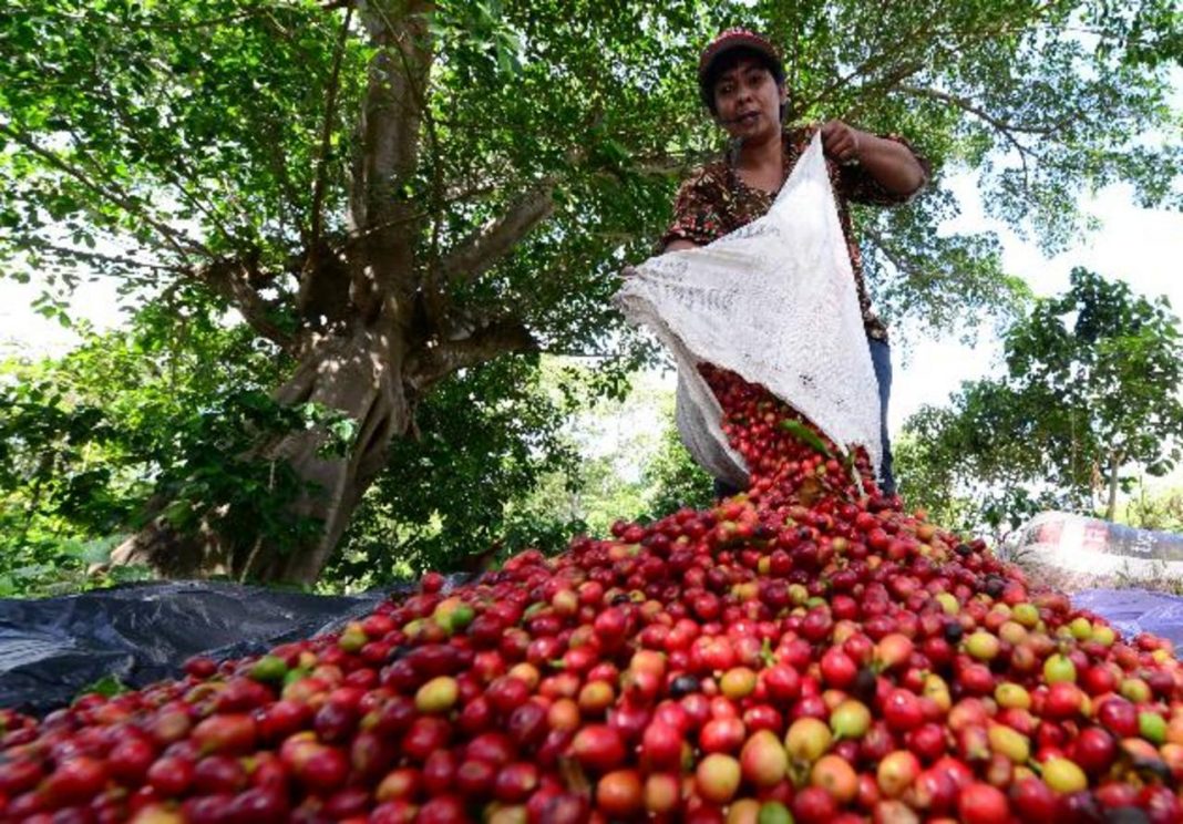 Productores de café