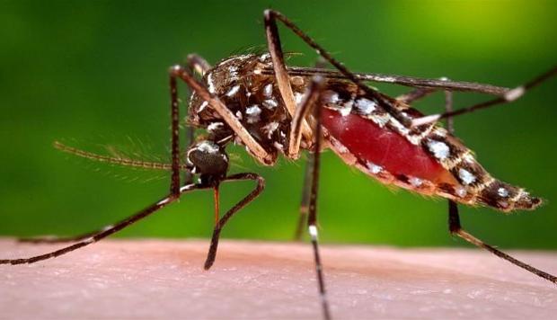 dengue