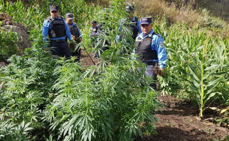 Destruyen supuestos cultivos de marihuana en Tocoa, Colón