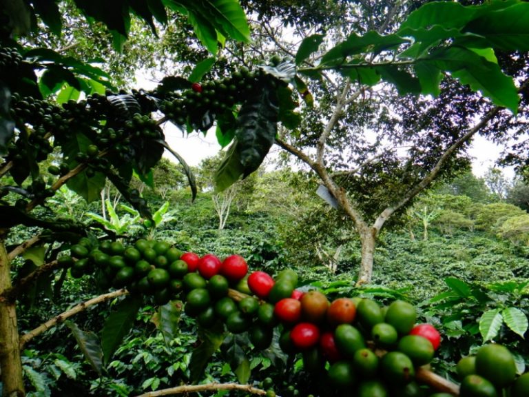 VÍDEO: Caficultor protesta y corta plantación de café para sembrar maíz