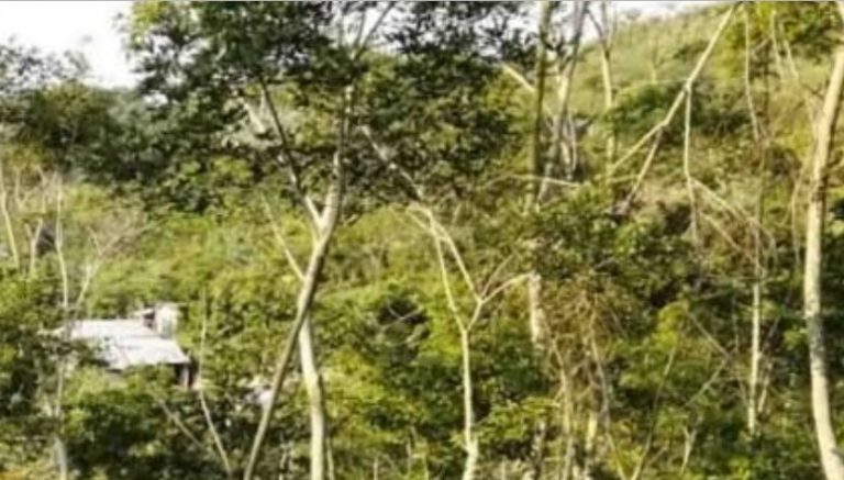 Choloma: encuentran muerto a joven que estaba desaparecido