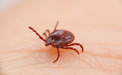 Lyme