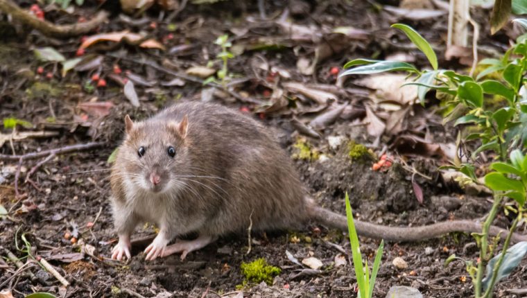 Hantavirus