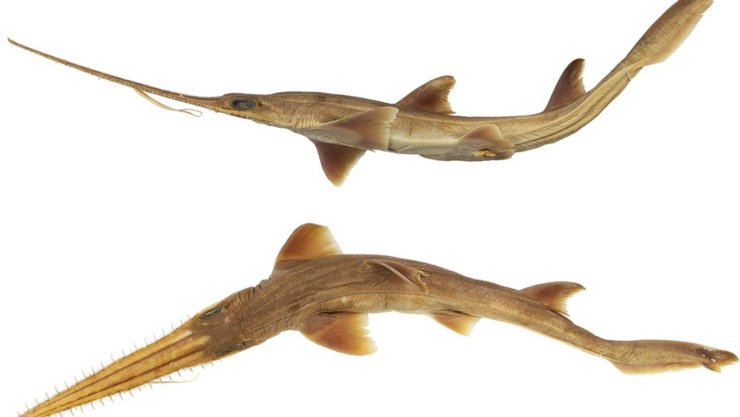 Las nuevas especies, bautizadas como Pliotrema Kajae y Pliotrema Annae, viven entre Madagascar y Zanzíbar.