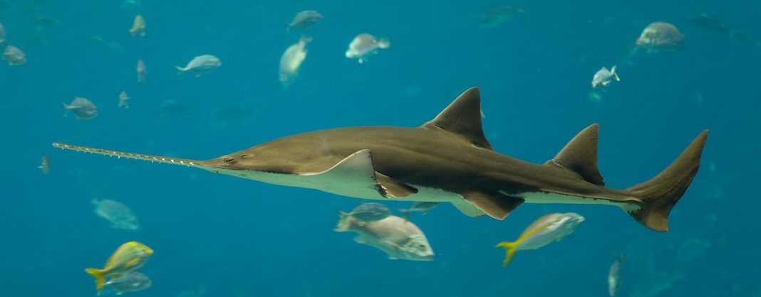 dos nuevas especies de tiburón