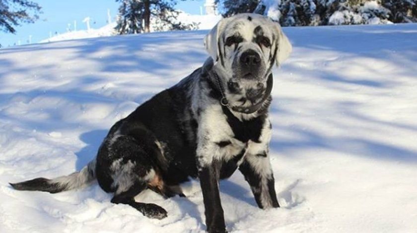 perro