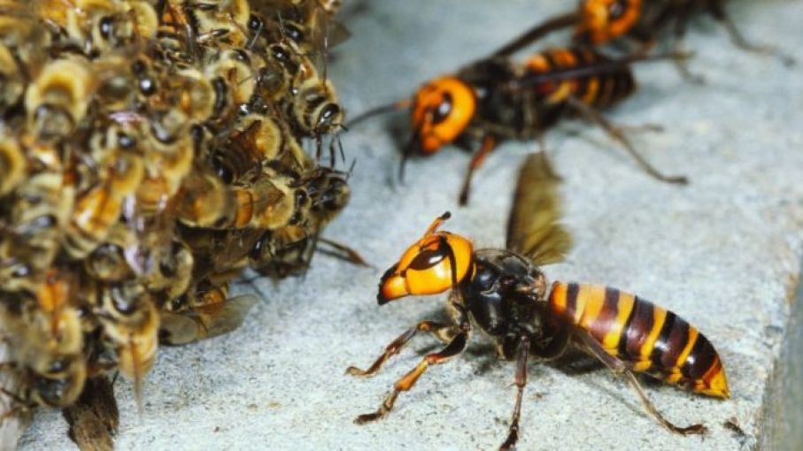 Avispa Gigante Asiática