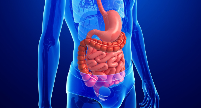 intestino