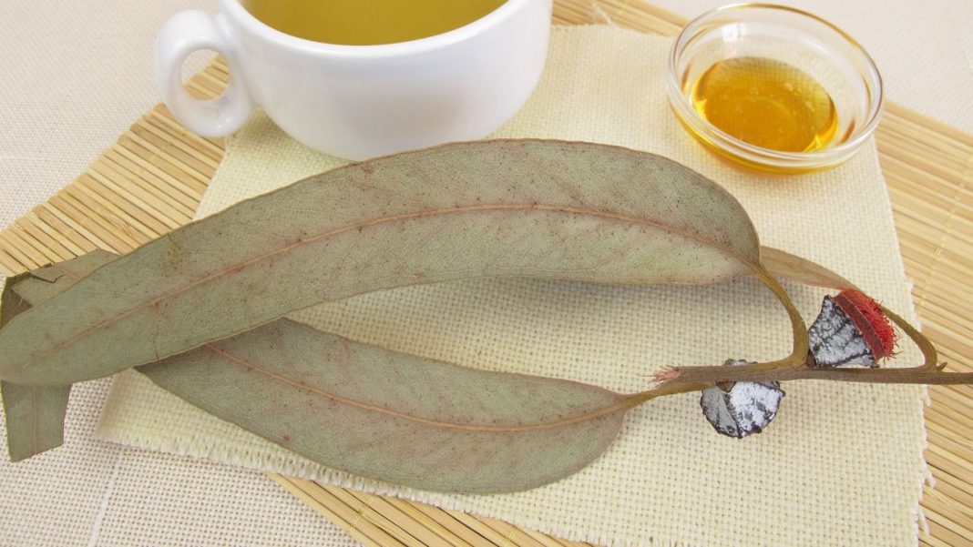 eucalipto