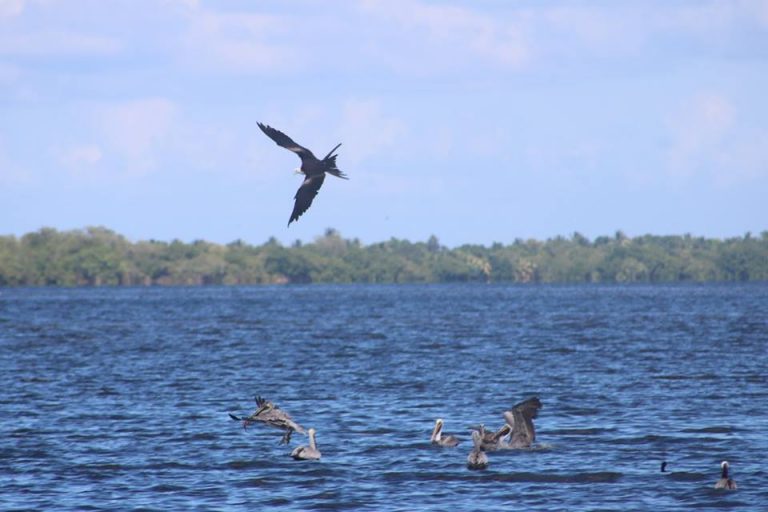 Laguna de Alvarado es sitio Ramsar: ¿qué representa esta declaratoria para las autoridades?