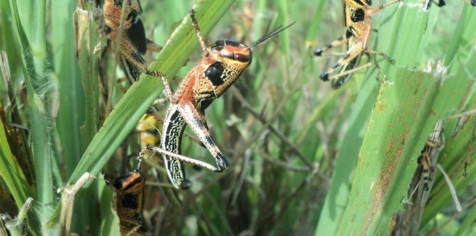 Plaga de Langostas