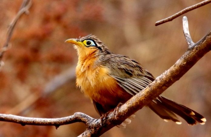 Aves
