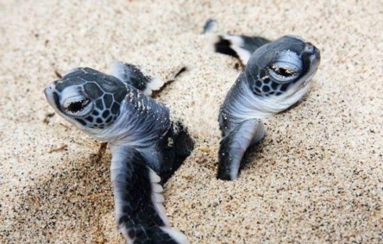 tortugas marinas