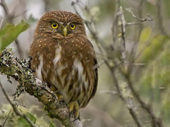 aves