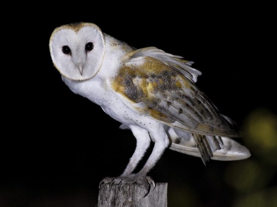 aves