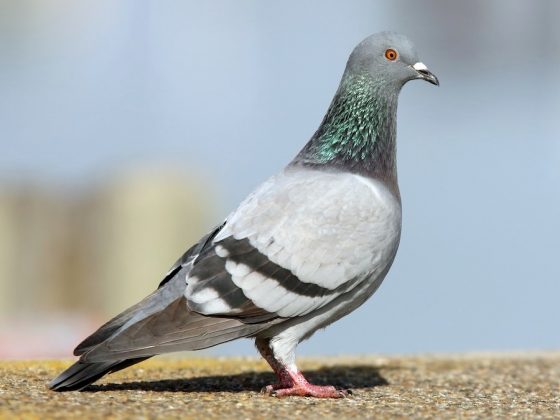 aves