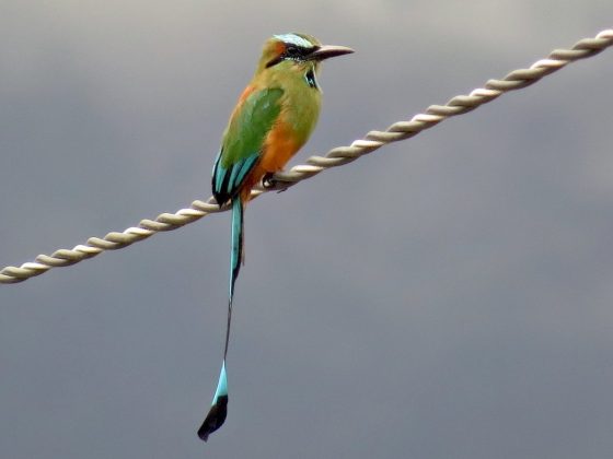 aves