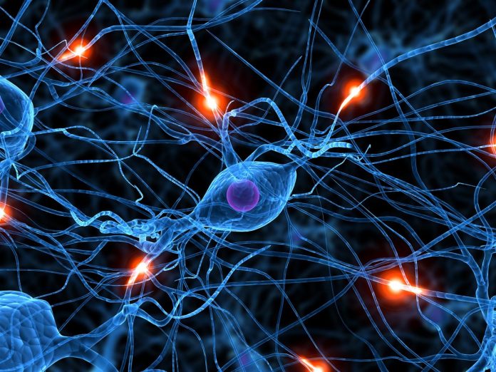 Neuronas Neuronas