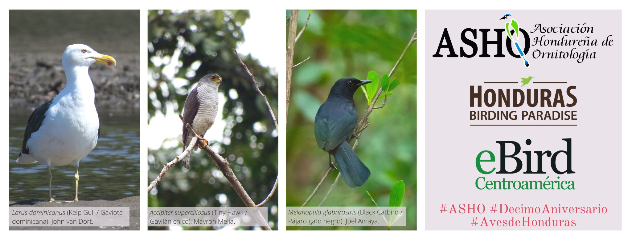 aves