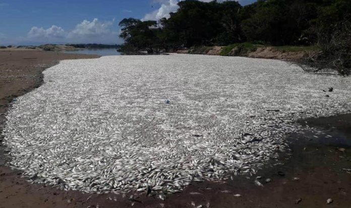 Peces