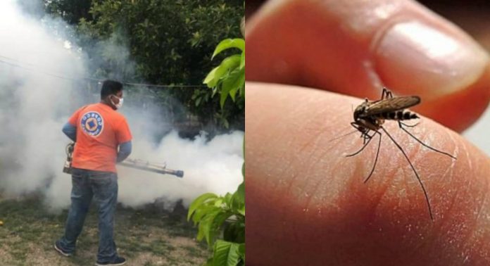 Dengue Dengue en San Pedro Sula
