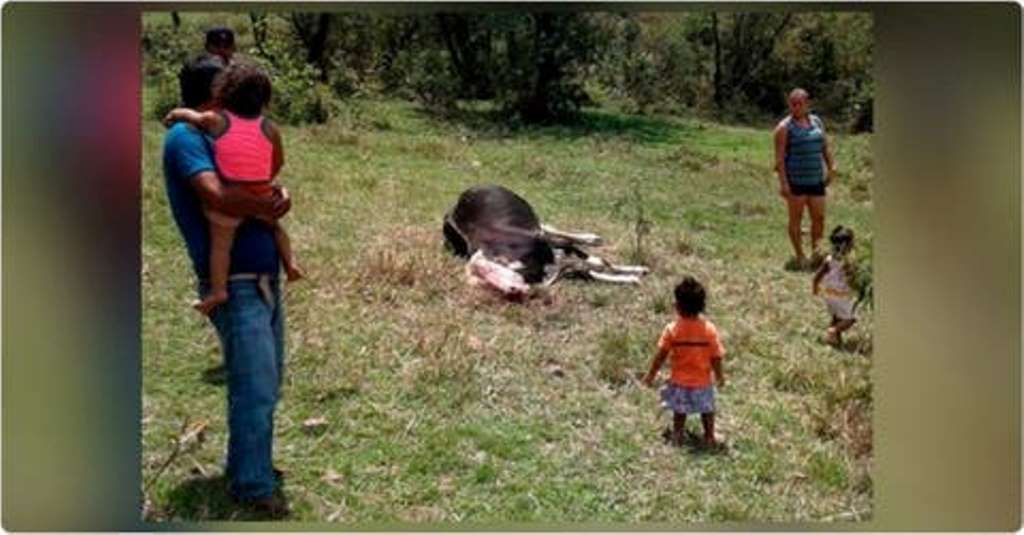 ganado en patuca