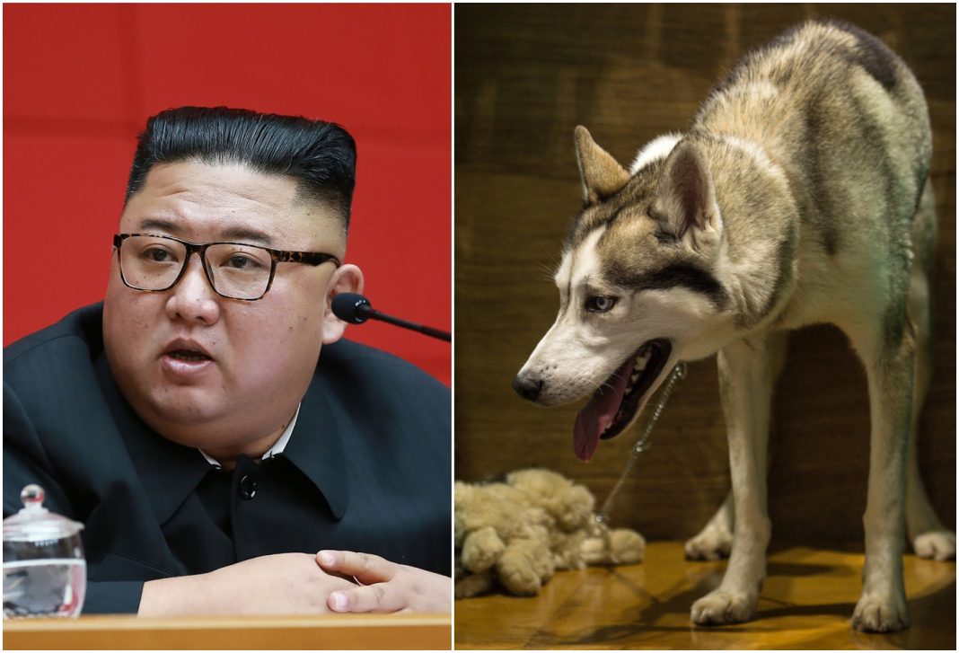 perros