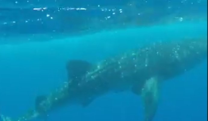tiburón ballena Utila