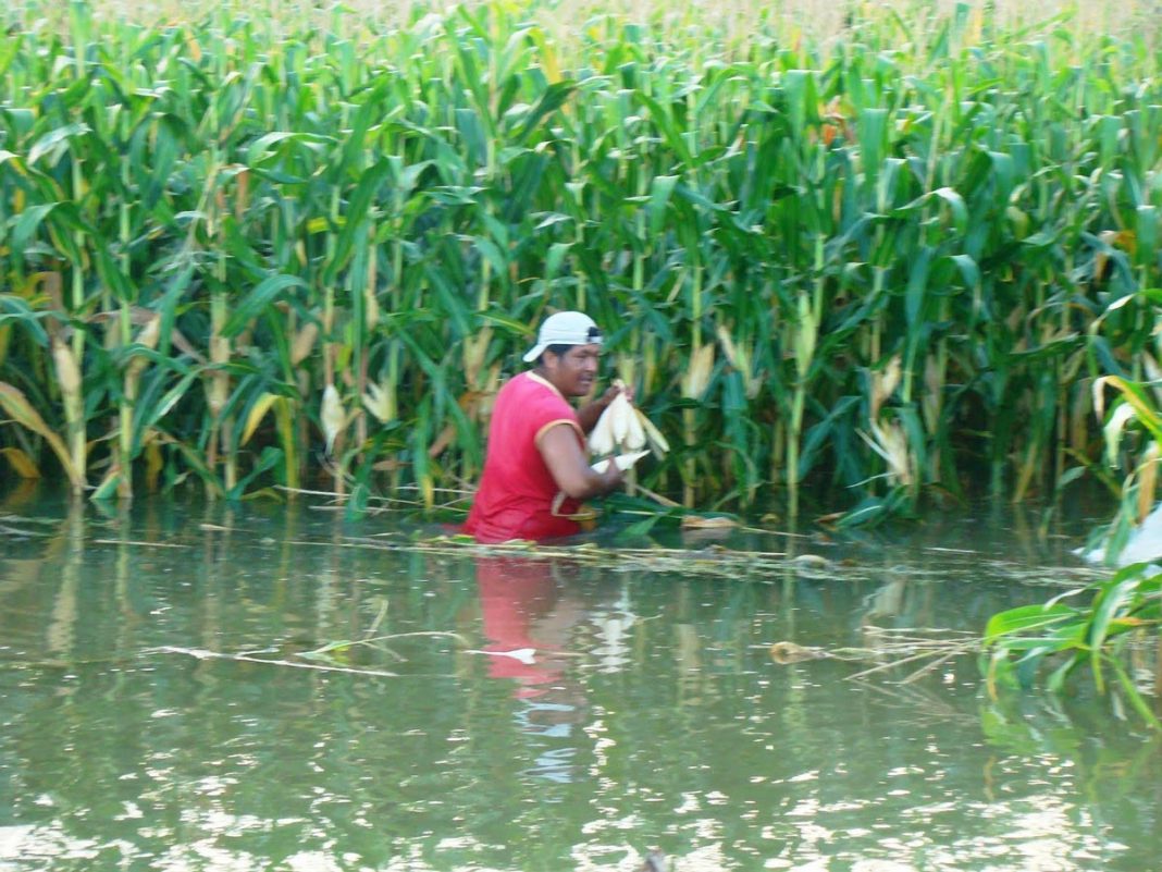 Lluvias afectarán cultivos en honduras