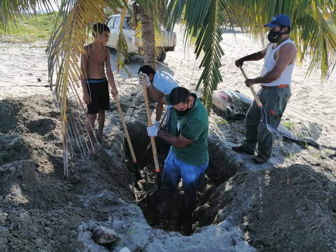 delfín muerto en Tela