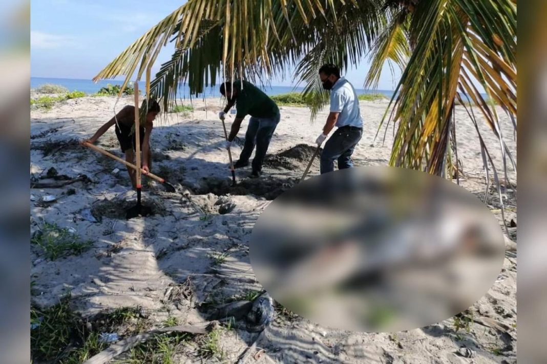 delfín muerto en Tela