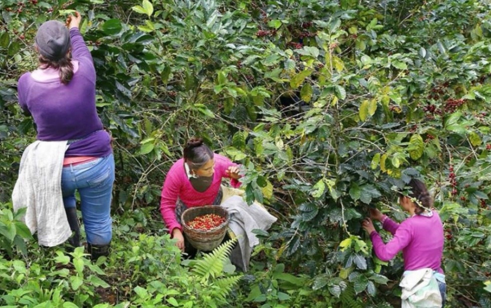 caficultores de honduras